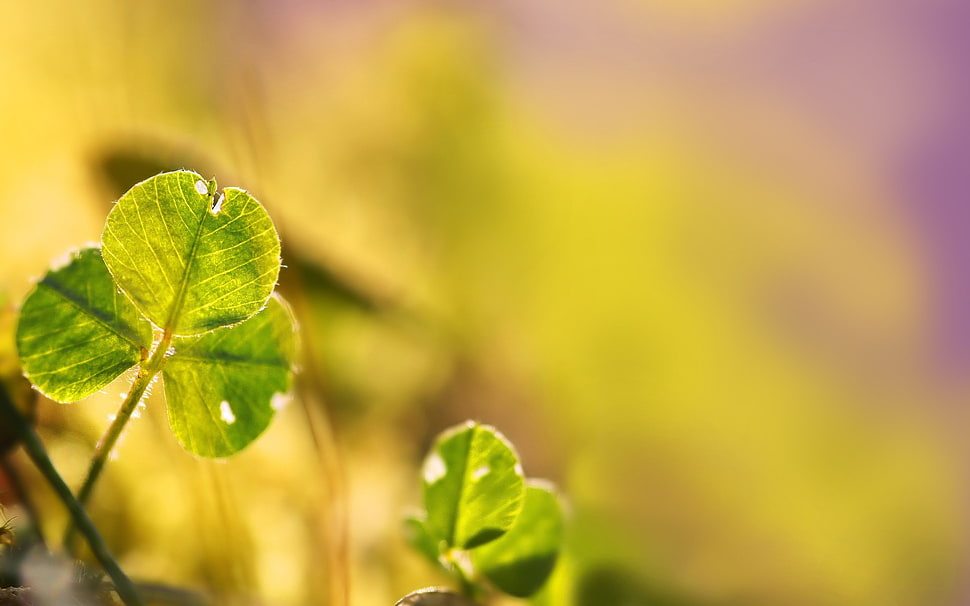 shallow photography on green leaf HD wallpaper